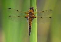 319 - FEMALE FOUR SPOTTED CHASER - BELL LINDA - wales <div